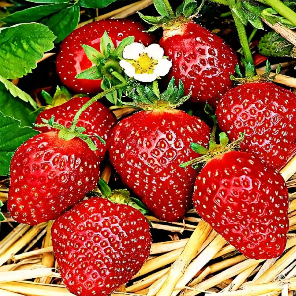 Клубника (крупноплодная) Манилл 5 шт. в упаковке