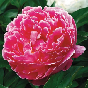 Саженцы Пион Koningin Wilhelmina (Кёнигин Вильгельмина)