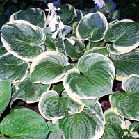 Саженцы Хоста Christmas Tree (Кристмас Три) М