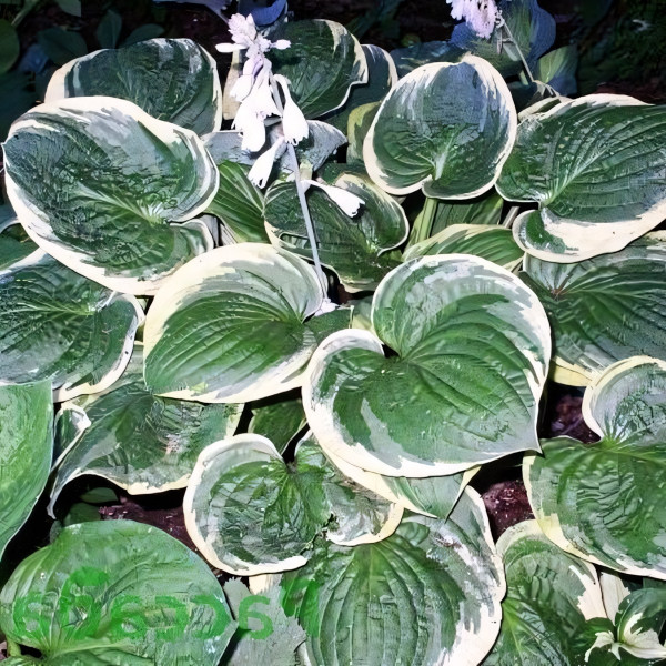 Саженцы Хоста Christmas Tree (Кристмас Три) М