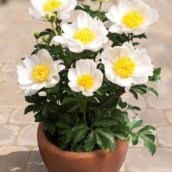 Саженцы Пион Dublin (Дублин)