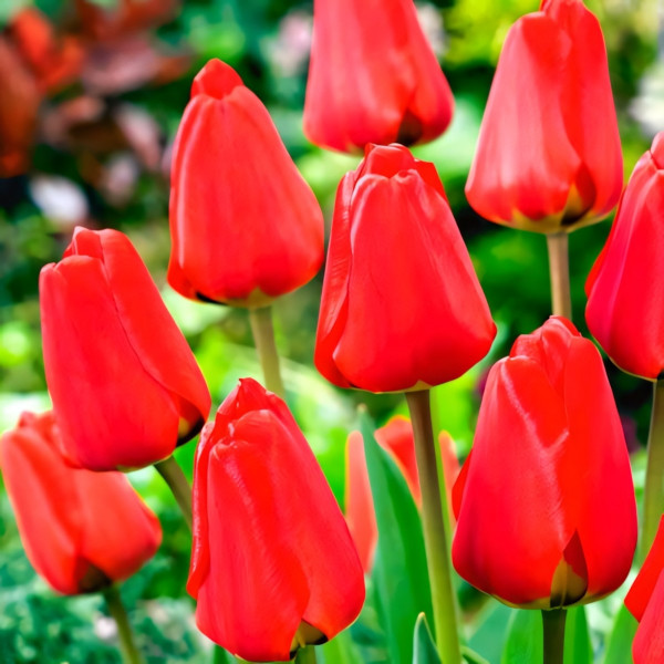 Луковицы Мега экономия! Тюльпан Фостери Кинг (в упаковке - 3шт.)