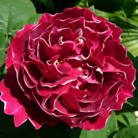 Саженцы Роза парковая Барон Жиро де Лен