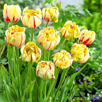 Луковицы Тюльпан махровый Гламур Юник (в упаковке - 3шт.)