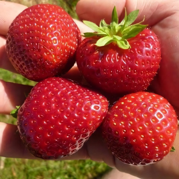 Саженцы Земляника Деройял  (упаковка 5 шт.)