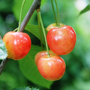 Саженцы Черешня Юлия