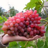 Саженцы Виноград кишмиш Велес