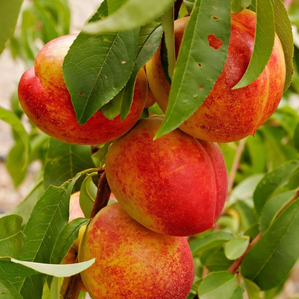 Саженцы Нектарин Медовый