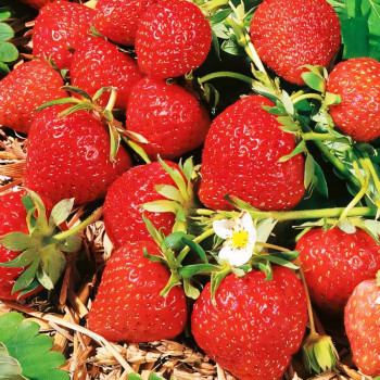 Клубника (крупноплодная) Фраголареа 5 шт. в упаковке