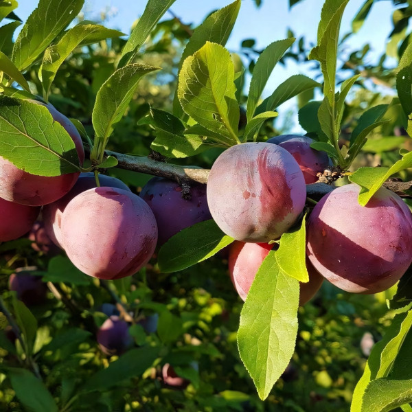 Саженцы Слива колоновидная Фортуна