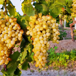 Саженцы Виноград Мускат белый
