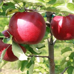 Саженцы Яблоня Женева
