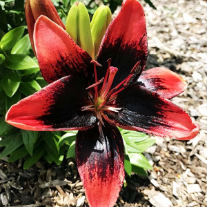  Лилия азиатская Tiny Ink (Тайни Инк)