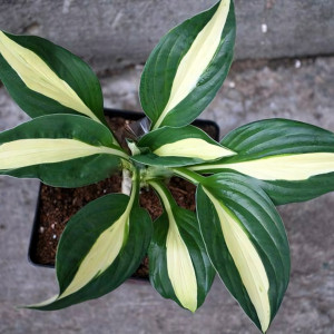 Саженцы Хоста Christmas Song (Кристмас Сонг) L