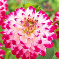 Саженцы Георгина декоративная Senior's Dream (Сеньорс Дрим)