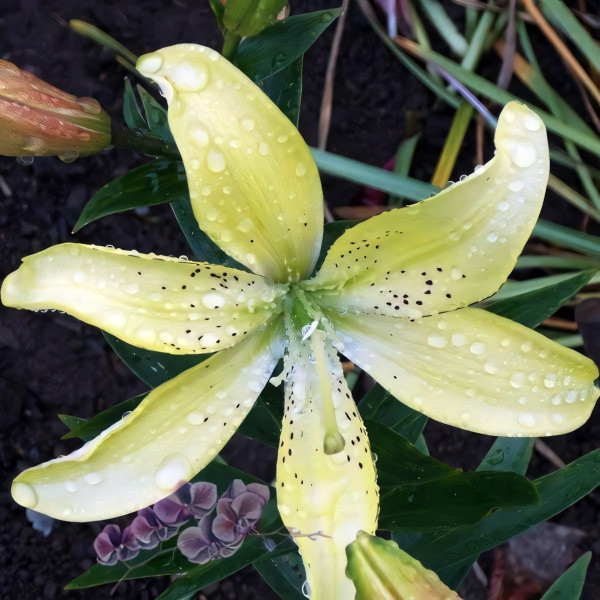 Луковицы  Лилия АОА гибрид Fields Of Gold (Филдс Оф Голд) (3шт.)