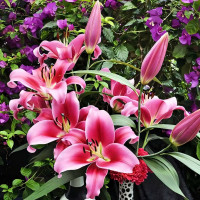 Луковицы Саженцы Лилия ОТ гибрид Dalian (Далиан) (3шт.)