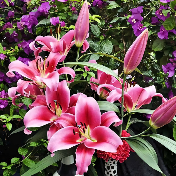 Луковицы Саженцы Лилия ОТ гибрид Dalian (Далиан) (3шт.)