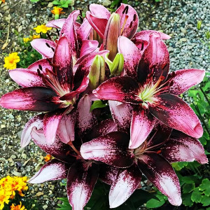  Лилия азиатская Purple Dream (Пурпл Дрим)