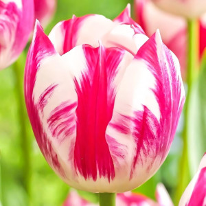 Тюльпан Триумф Ди Ди (в упаковке - 3шт.)