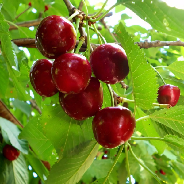 Саженцы Вишня Тургеневка