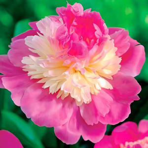 Пион травянистый Гей Пари