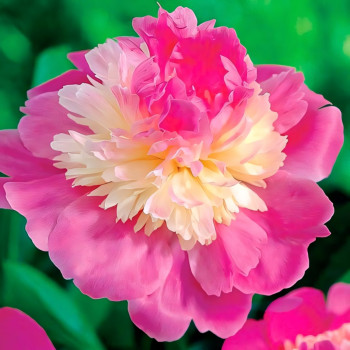 Пион травянистый Гей Пари