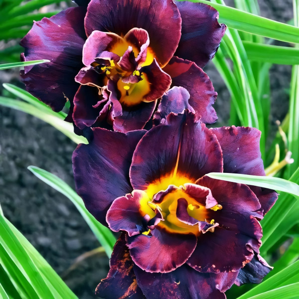 Саженцы Лилейник Voodoo Dancer (Вуду Дансер)