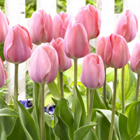 Луковицы Мега экономия! Тюльпан Мистик Ван Эйк (в упаковке - 3шт.)