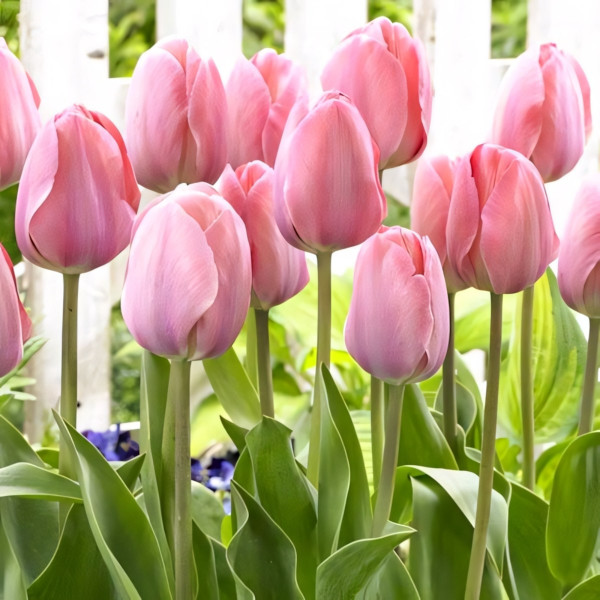 Луковицы Мега экономия! Тюльпан Мистик Ван Эйк (в упаковке - 3шт.)