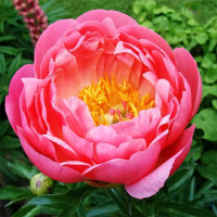 Саженцы Пион Coral Sunset (Корал Сансет)