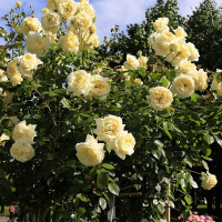 Саженцы Роза плетистая Эльф