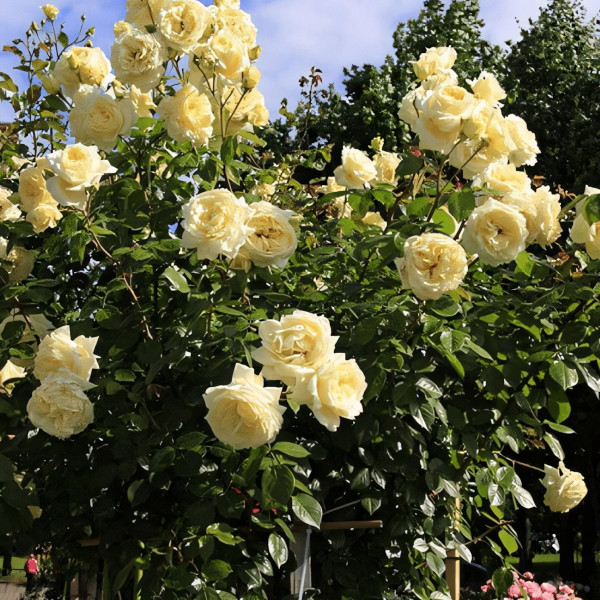 Саженцы Роза плетистая Эльф