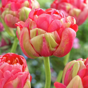 Тюльпан махровый Реноун Юник (в упаковке - 3шт.)