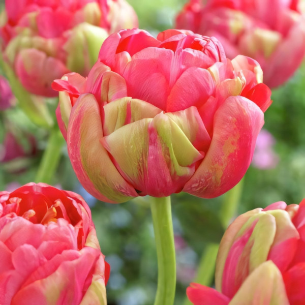 Луковицы Тюльпан махровый Реноун Юник (в упаковке - 3шт.)