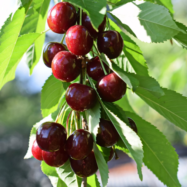 Саженцы Черешня колоновидная черная