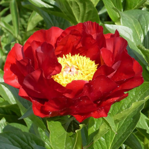 Саженцы Пион Mackinac Grand (Макинак Гранд)