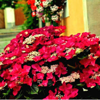 Саженец Гортензия крупнолистовая Rotschwanz (Ротшватц)