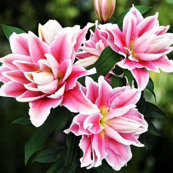 Луковицы  Лилия махровая восточная Roselily Natalia (Розели Наталия) (3шт.)