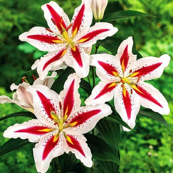 Луковицы  Лилия восточная Big Smile (Биг Смайл) (3шт.)