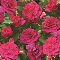 Саженцы Роза парковая Кримсон Винтер Джевел