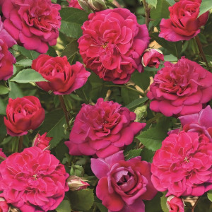 Саженцы Роза парковая Кримсон Винтер Джевел