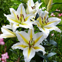 Луковицы  Лилия восточная Bufferi (Бафферари) (3шт.)