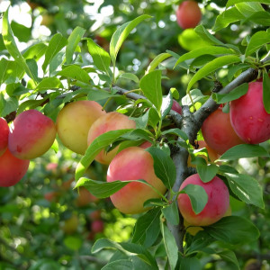 Саженцы Слива Скороплодная