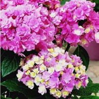 Саженец Гортензия крупнолистовая You and Me Expression (Ю энд Ми Экспрешен)