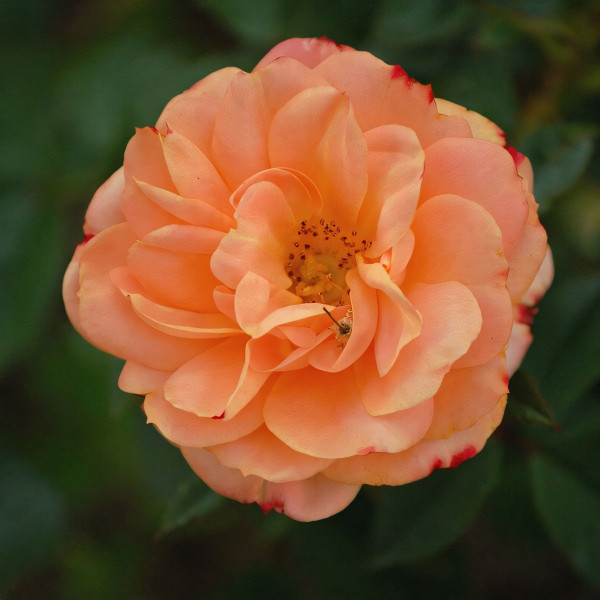 Саженцы Роза спрей Эприкот Клементина