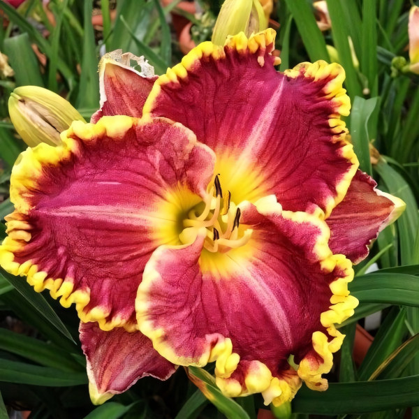 Саженцы Лилейник Daria (Дария)