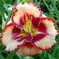 Саженцы Лилейник Lies and Lipstick (Лайс энд Липстик)