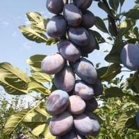 Саженцы Слива Стенли