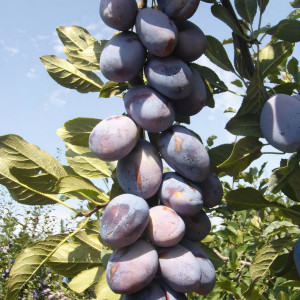 Саженцы Слива Стенли